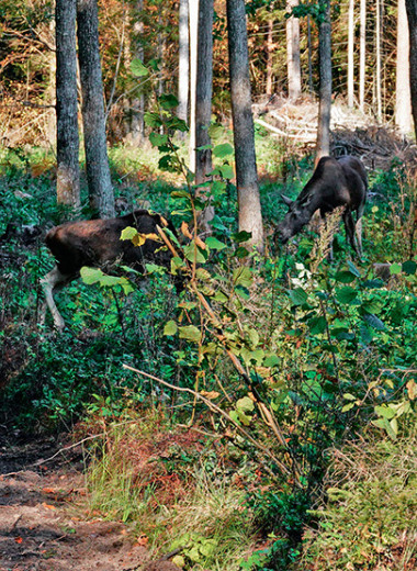 Обычная необычная семья