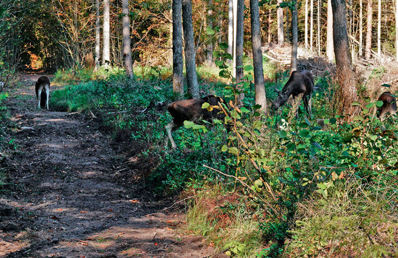 Обычная необычная семья