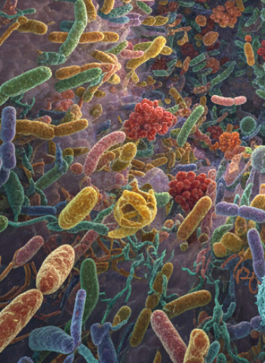 Микробиом, кишечник и мозг