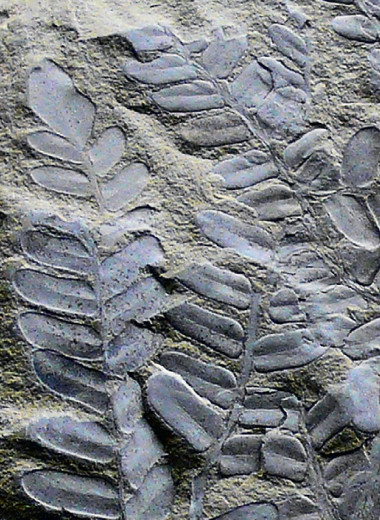 Жизнь с начала времён