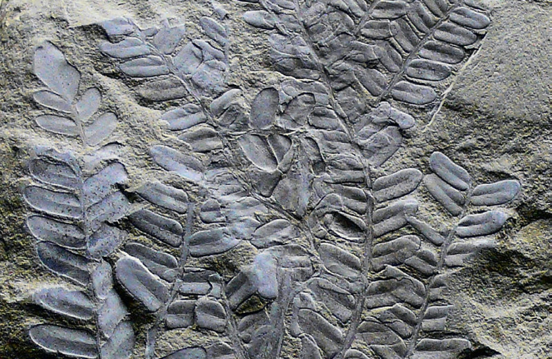 Жизнь с начала времён