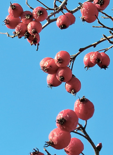 Боярышники. Услада глаз, утешение сердца