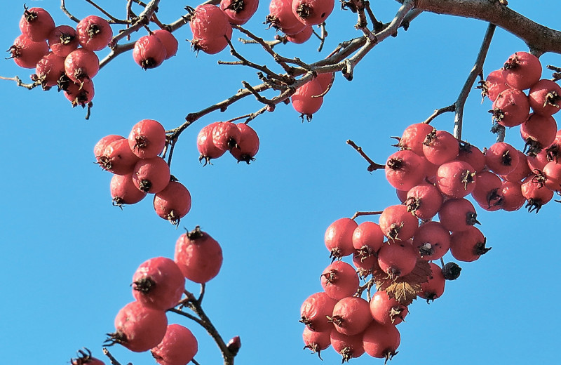 Боярышники. Услада глаз, утешение сердца