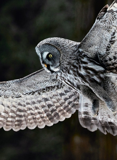 «Дикий» город