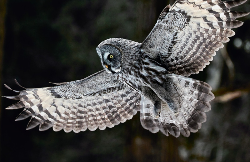 «Дикий» город