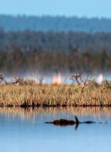 Битва куликова