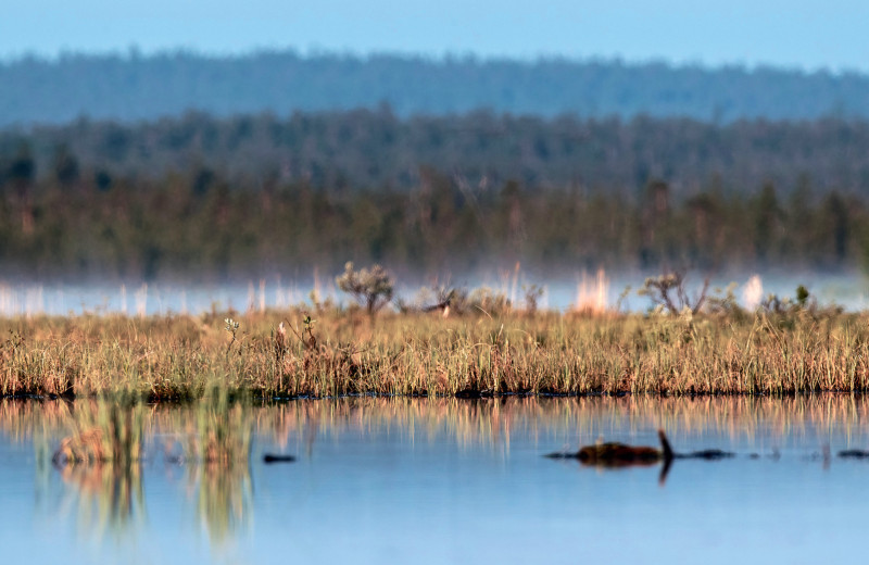 Битва куликова