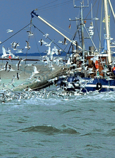 Драйверы и антидрайверы рыбной экспансии