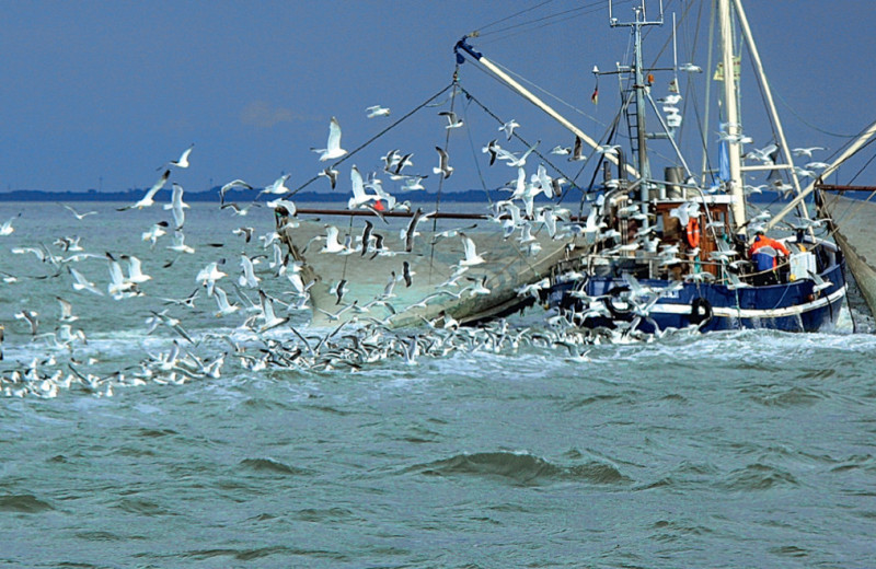 Драйверы и антидрайверы рыбной экспансии