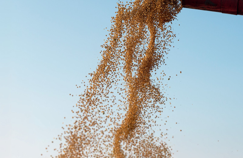 Аграрии останутся на бобах