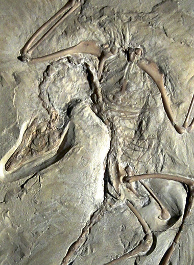 Как животные покоряли воздух