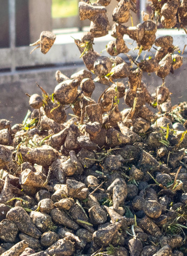 Ускользающая маржа свеклосахарной отрасли