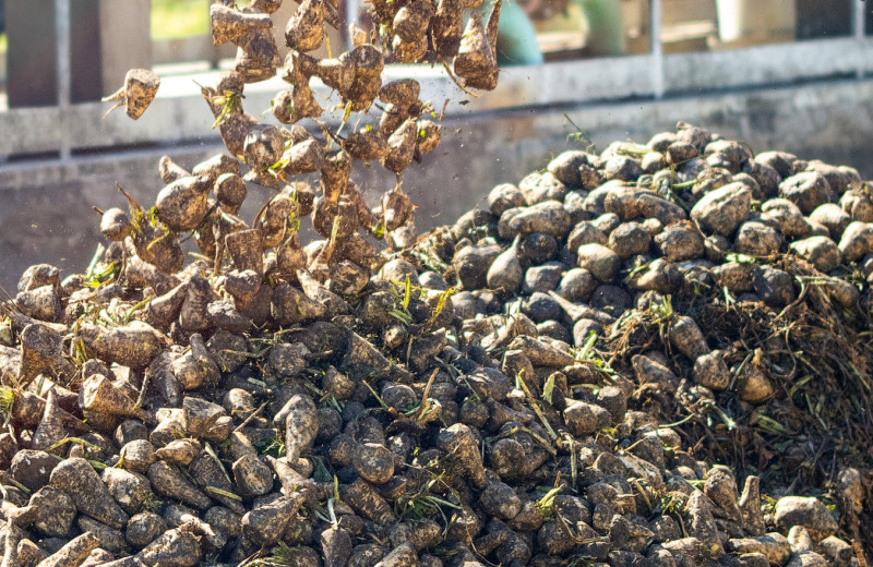 Ускользающая маржа свеклосахарной отрасли