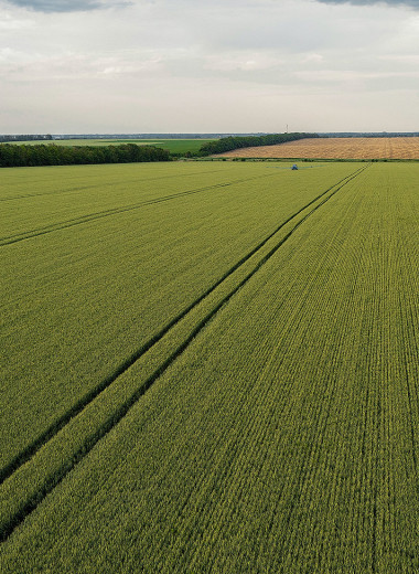 Лидер российского сельхозпроизводства