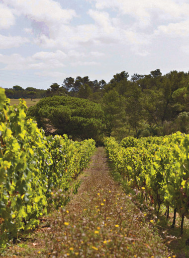 Вино и дюны