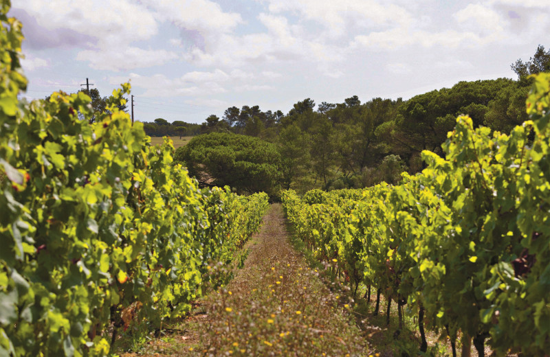 Вино и дюны