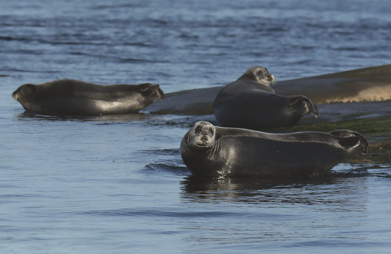 Однажды в Белом море