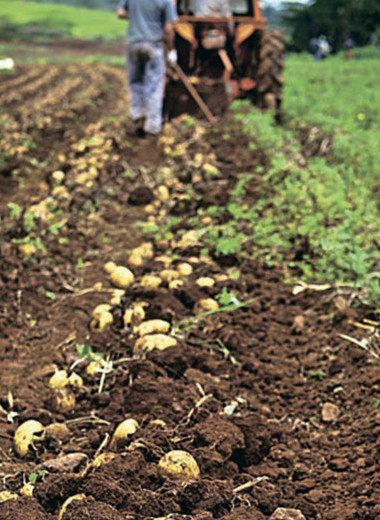 Торговля откалибрует фермерскую картошку