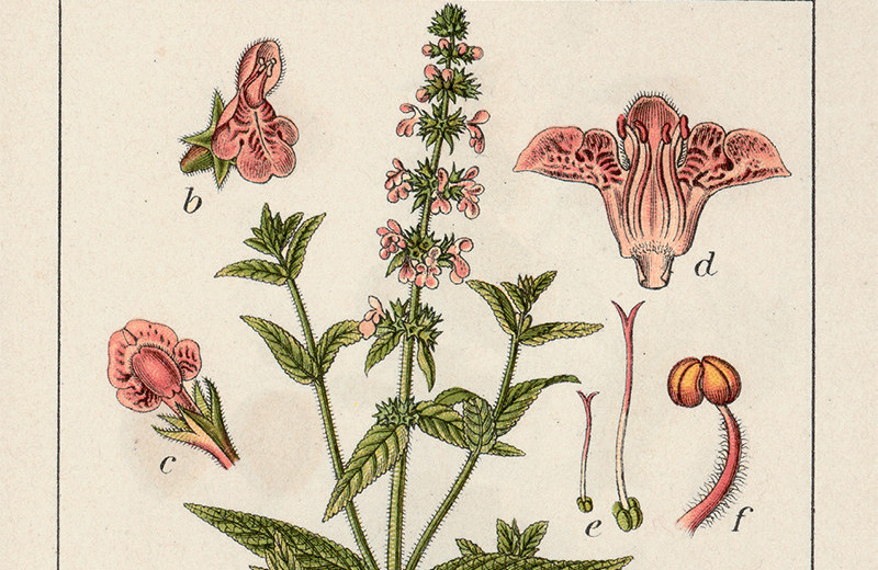 Лесной или болотный? Угадай по запаху!