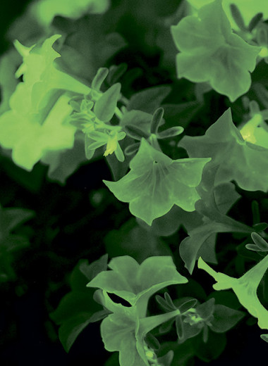 ... И все-таки она светится!