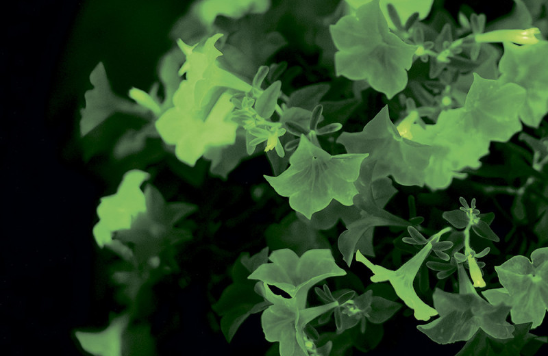 ... И все-таки она светится!