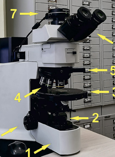 Почва в объективе микроскопа