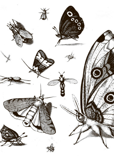 «Художества и науки» в Петербургской Академии наук 1724—1803