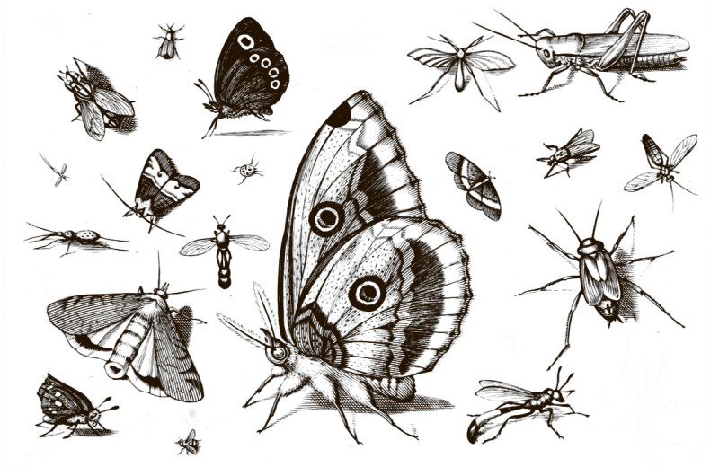 «Художества и науки» в Петербургской Академии наук 1724—1803