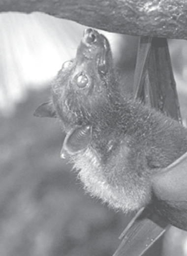 Летучие лисицы Цейлона