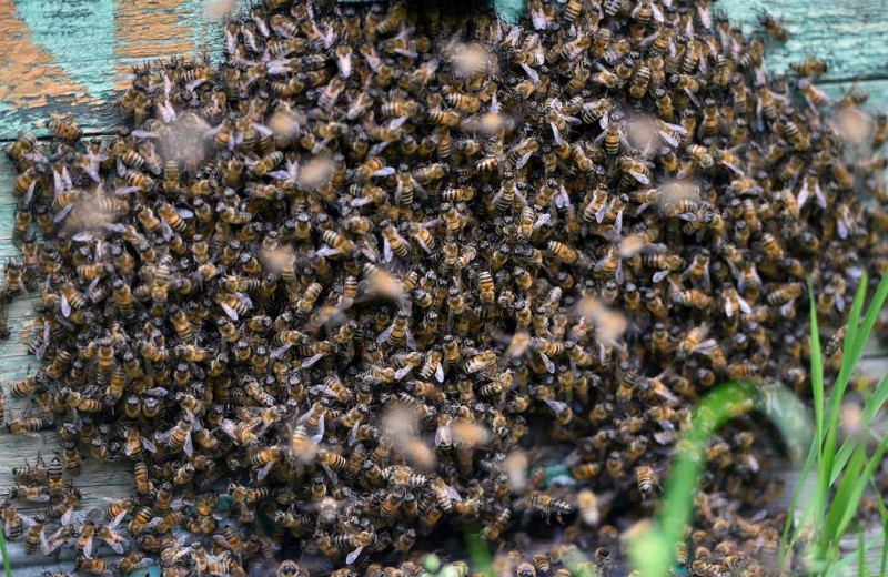 Пчеловечество в опасности