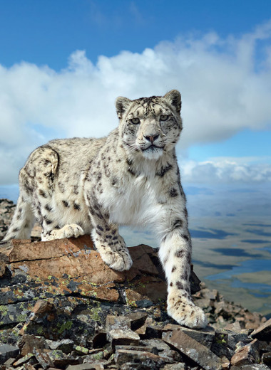 Новый ковчег