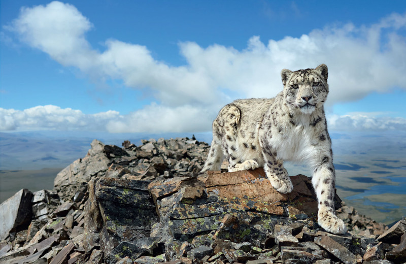 Новый ковчег