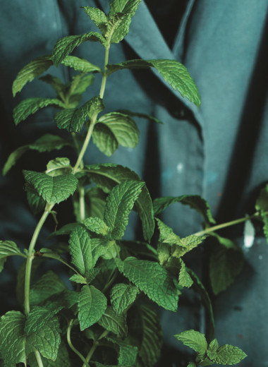 Садовая диета