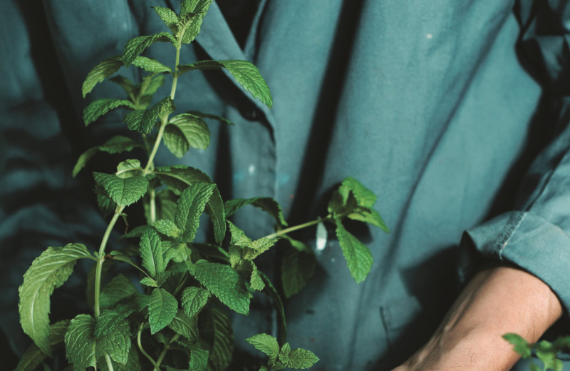 Садовая диета