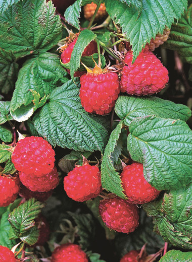 Прямо с куста