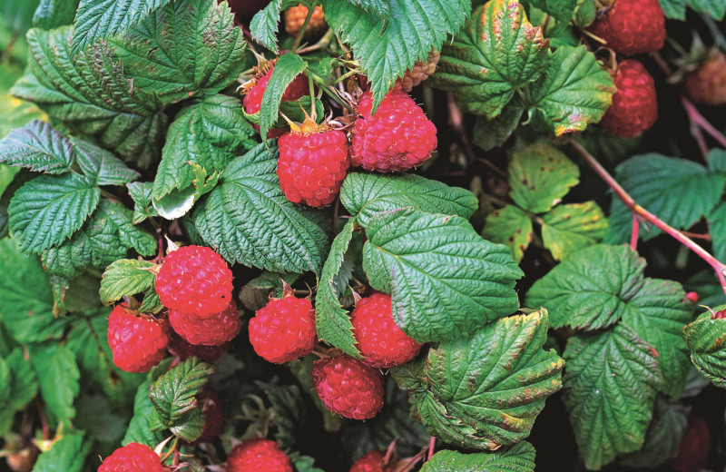 Прямо с куста