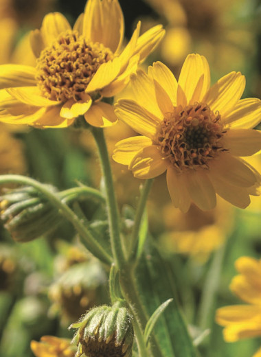 Садовые хитрости, проверенные временем