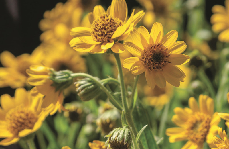 Садовые хитрости, проверенные временем