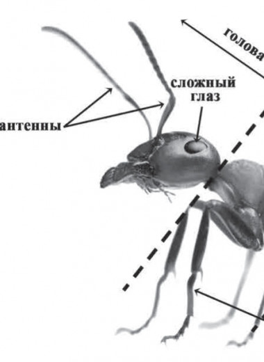Найдено доказательство социального поведения ископаемых муравьев