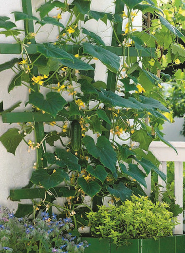 Зеленое золото