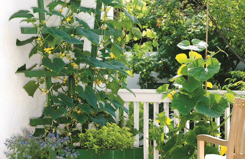 Зеленое золото