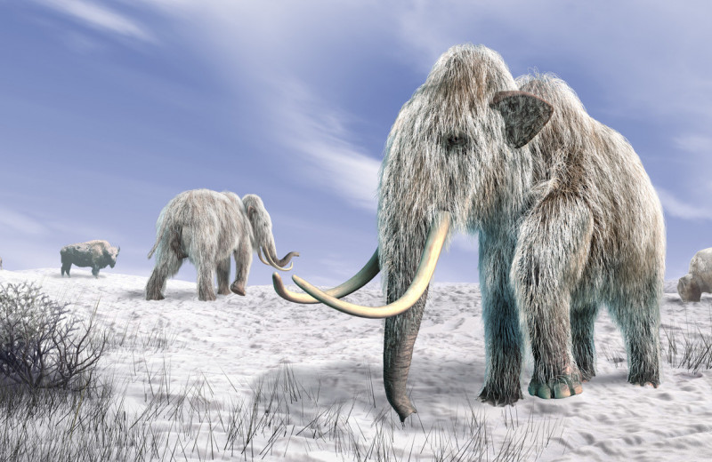 Эволюционная баллистика мамонтов: от хоботных до голоценового финала