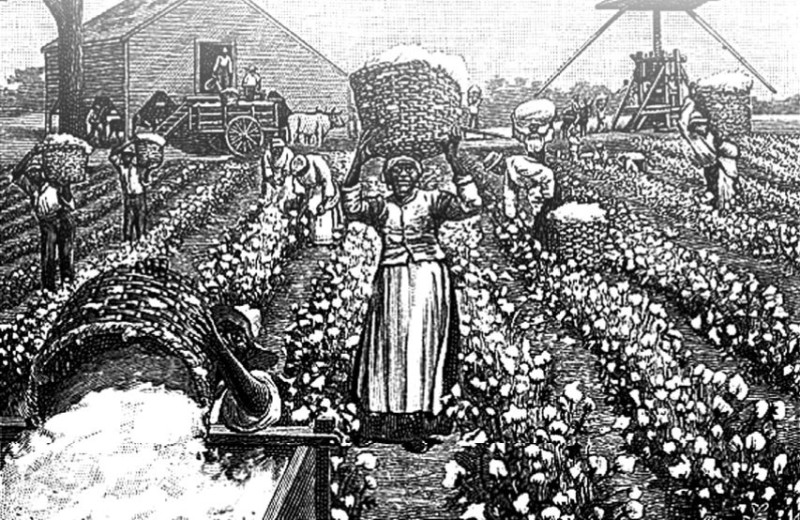 Темная сторона хлопка