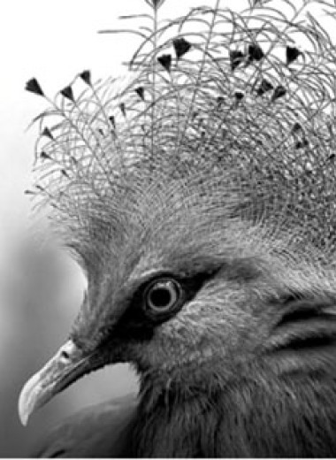 Веероносный венценос из Новой Гвинеи