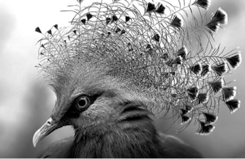 Веероносный венценос из Новой Гвинеи