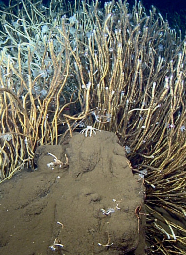 Бескишечные морские черви, нефть, газ и жизнь на других планетах