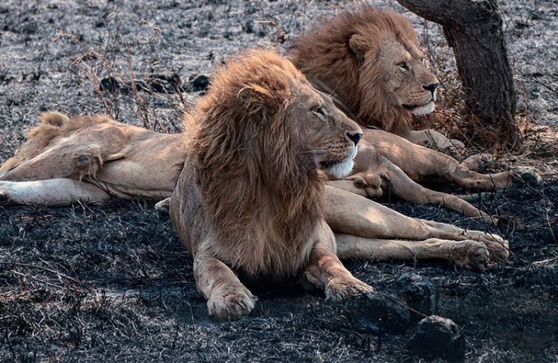 Долгая звериная жизнь