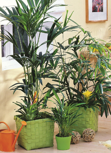 С мечтой о лете. Как декорировать квартиру комнатными растениями