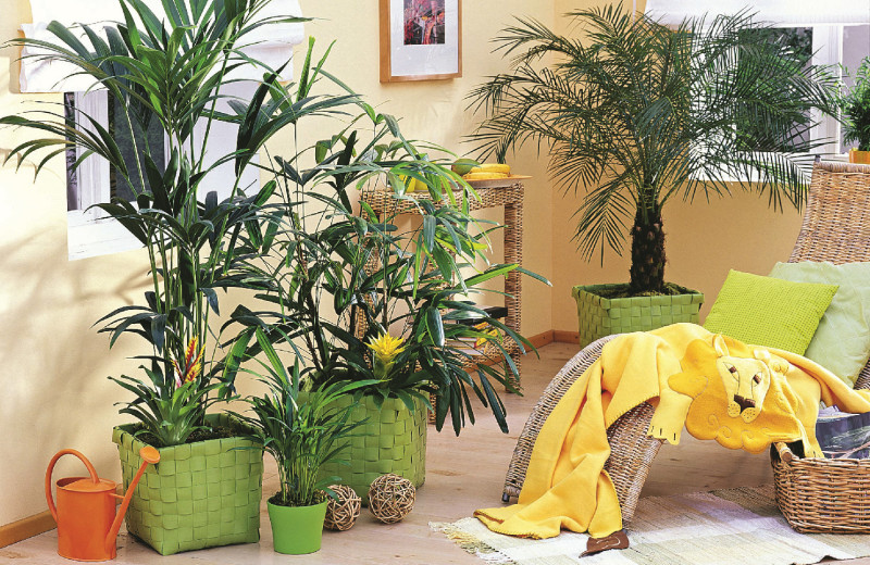 С мечтой о лете. Как декорировать квартиру комнатными растениями