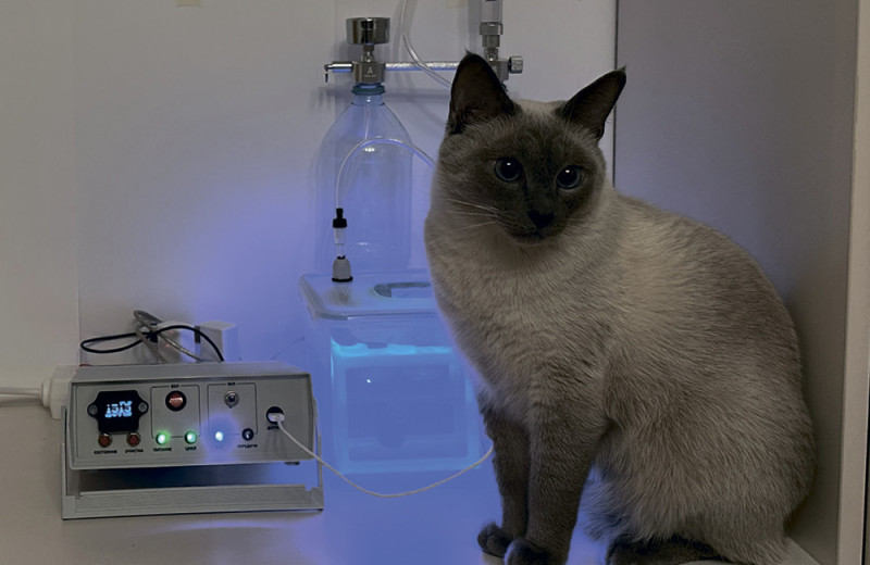 Проект «Экологический биофильтр: создание биореактора на основе хлореллы»